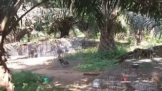 Pandemkollu2#pandemkollupempakam #chicken #birds #natukollapempakam #chicks 