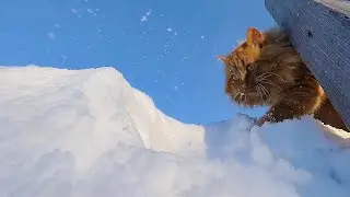 #Сибирские_кошки