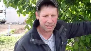 Летнее содержание свиней.