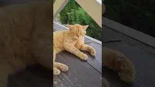 Я в пробке! #shorts #catvideos #юмор