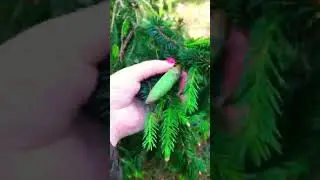 Зелёные шишки для суставов
