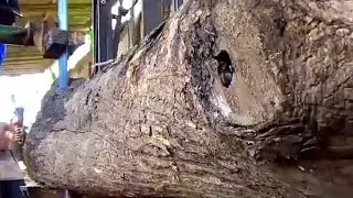 turning the best teak into planks $500/sheet