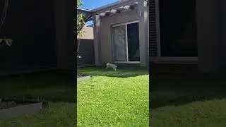 I've Got Sunshine In My Pocket 🤩 | Cutest Pet On Internet #shorts #rabbit #bunny #pets  Paws and Fur