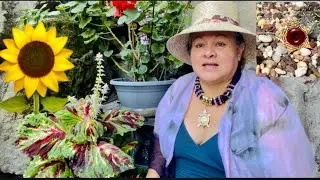 Plantas de Sol y consejos de Cultivo/🌿🌻🌿
