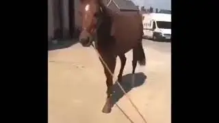 Animals Fun #funny #viral #trending