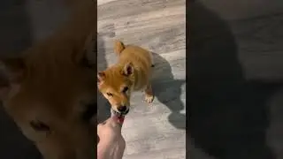 Кексик очень хитрая задница) 