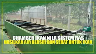 KHUSUS MEMBERSHIP : DETAIL CHAMBER IKAN NILA SISTEM RAS