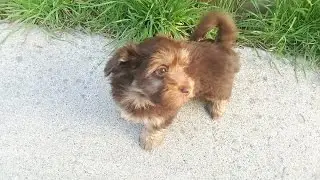 Penny plays with her new toys