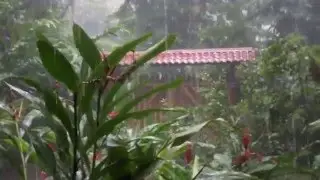 Rain in the Rain Forest