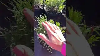 ✨ Сосна горная Пумилио (Pumilio) 850₽ 