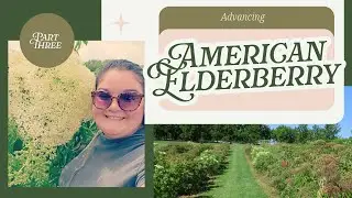 Advancing American Elderberry Part Three