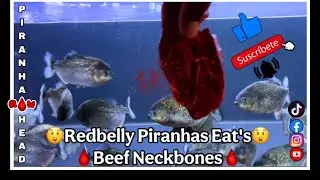 Redbelly Piranhas Eat's Beef Neckbones