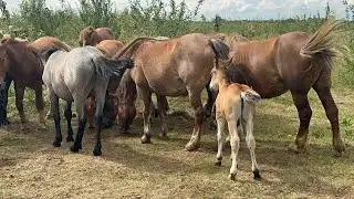 Великий Вибір Коней на Продажу