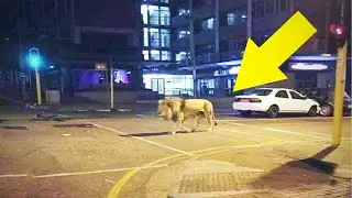 10 Wild Animals Caught On Camera During Lockdown