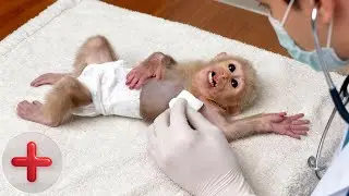 Baby Monkey Lulu’s After Surgery Care — Routine Re Check and Wound Review