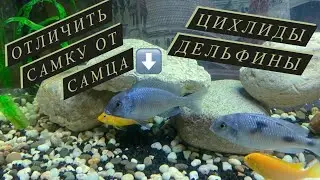 DIFFERENCES BETWEEN FEMALE AND MALE!!! DOLPHIN CICHLIDS!!! AQUARIUM HOBBY!!! AFRICA LAKE MALAWI