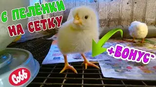 🐥At what age do I transfer chickens to the NET. Keeping day-old chicks. Household chores + bonus😉