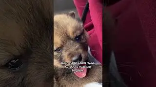 К нам приехал новый хуторянин 
