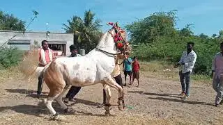 महिम चा पिंट्या प्रेमी