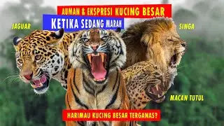 The Tiger: The Most Fierce and Ferocious Big Cat? A Comparison of the Roars of Four Angry Big Cats