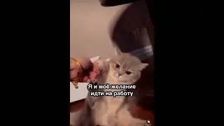 Котики 🐈 Я и моё желание идти на работу! У кого так же? #cat #funny #pets #котики #работа #юмор