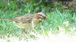 Chincol (Zonotrichia capensis)