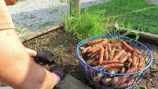 #206 Carrots, Peppers, & a Pumpkin