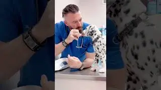 #shorts #vet #doggy #cutedoggy