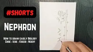 How to Draw Nephron 