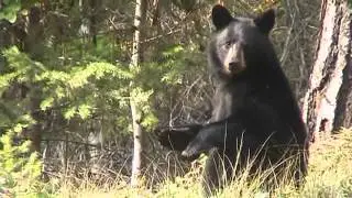 Cute Black Bear Gets Spooked