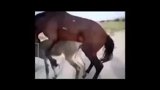 Horse Meeting with Donkey