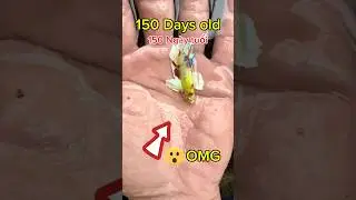 How does neon dumbo betta fish develop? Quá trình phát triển của cá betta dumbo neon như thế nào ?