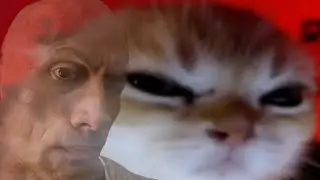cat stare meme