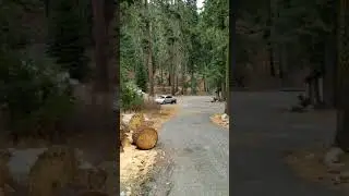 Bear versus husky