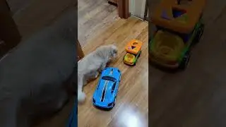 #ютуб #врек #котики #кот #топ #cat #экзотическиепитомцы #персы