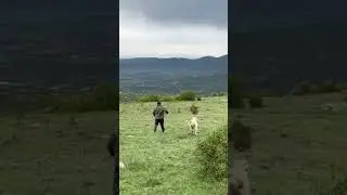 ÇOBAN SON ANDA KURTULDU ! Köpek Az Kalsın Uçuruyordu ! 