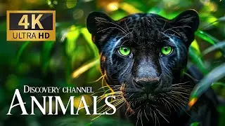 Discovery Channel Live 4K 🐾Discovering Rare Creatures with Gentle Piano Sounds |Animal Planet Safari