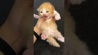 Timelapse kitten 1 to 180 days so funny Poo version 😻#kitten #kucinglucu #catlover #timelapse #cat