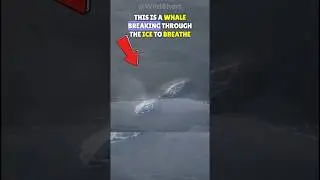 How Do Bowhead Whales Breathe Under Ice? ❄🐋
