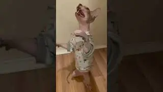 Кот просит еду на задних лапах😸