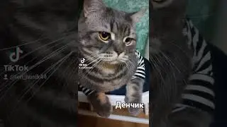 #cat