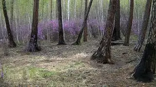 Пробуждение забайкальского леса (time lapse) 4K