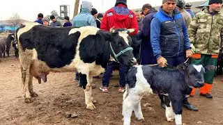 ШИРАШ 10 та ГУСАЛАЧАШ БУКАЧА МОЛИ БЕХАТ ЗУР ДАР ДЕХКОН БОЗОР САВДО СУСТ МОЛ САВДО НАШУД 3 феврале 22