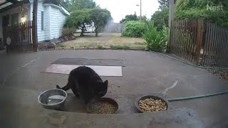 KiKi Panther enjoys some nibbles on the patio porch then bounces out! (mMc 2659)