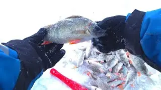 Зимняя Клёвая Рыбалка! Напал на Окуня!