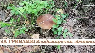 За грибами.Владимирская область
