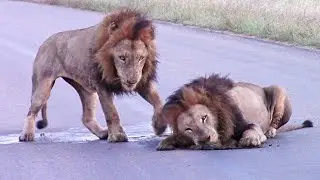 Gomondwane Male Lions Lick and Roll Around in Fresh Poop