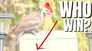 World's Largest Woodpecker vs. Smallest Squirrel 🥹 🇱🇷 🇵🇭