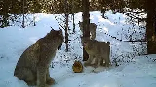 Дикие рыси умеют разговаривать? (смотреть со звуком)