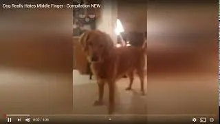 Todd Points a Middle Finger at The Dog And Biting Him